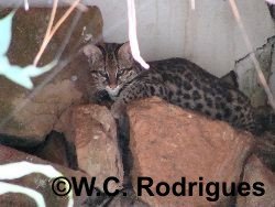 Gato-do-mato ou gato-do-mato-pequeno (Leopardus tigrinus)