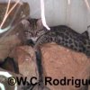 Gato-do-mato ou gato-do-mato-pequeno (Leopardus tigrinus)